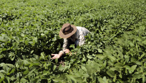 Plano Safra disponibiliza R$ 92,1 bi para investimentos agropecuários de médios e grandes produtores